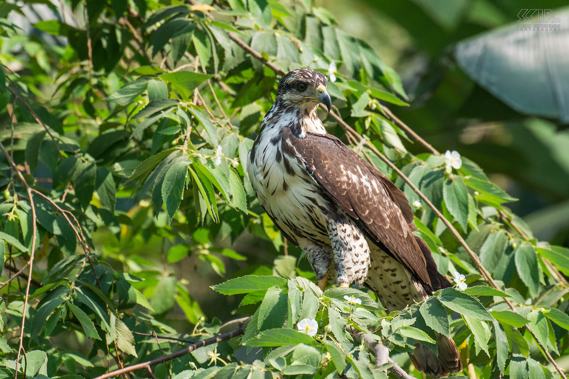 Tarcoles river - Juvenile gray hawk  Stefan Cruysberghs